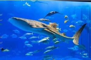 美ら海水族館のジンベエザメの死因に違和感。骨格異常ではない本当の死因は？